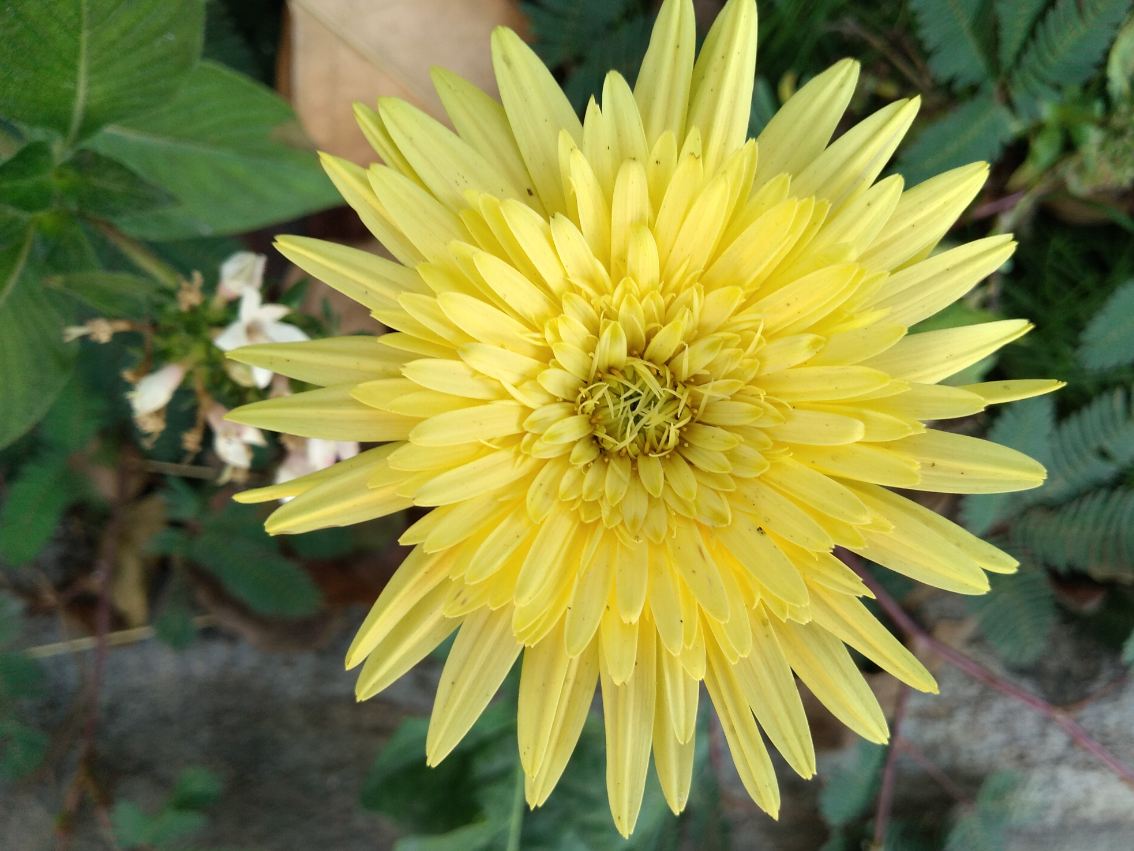 Infinix, Hot S3X, review, India launch, price, specs