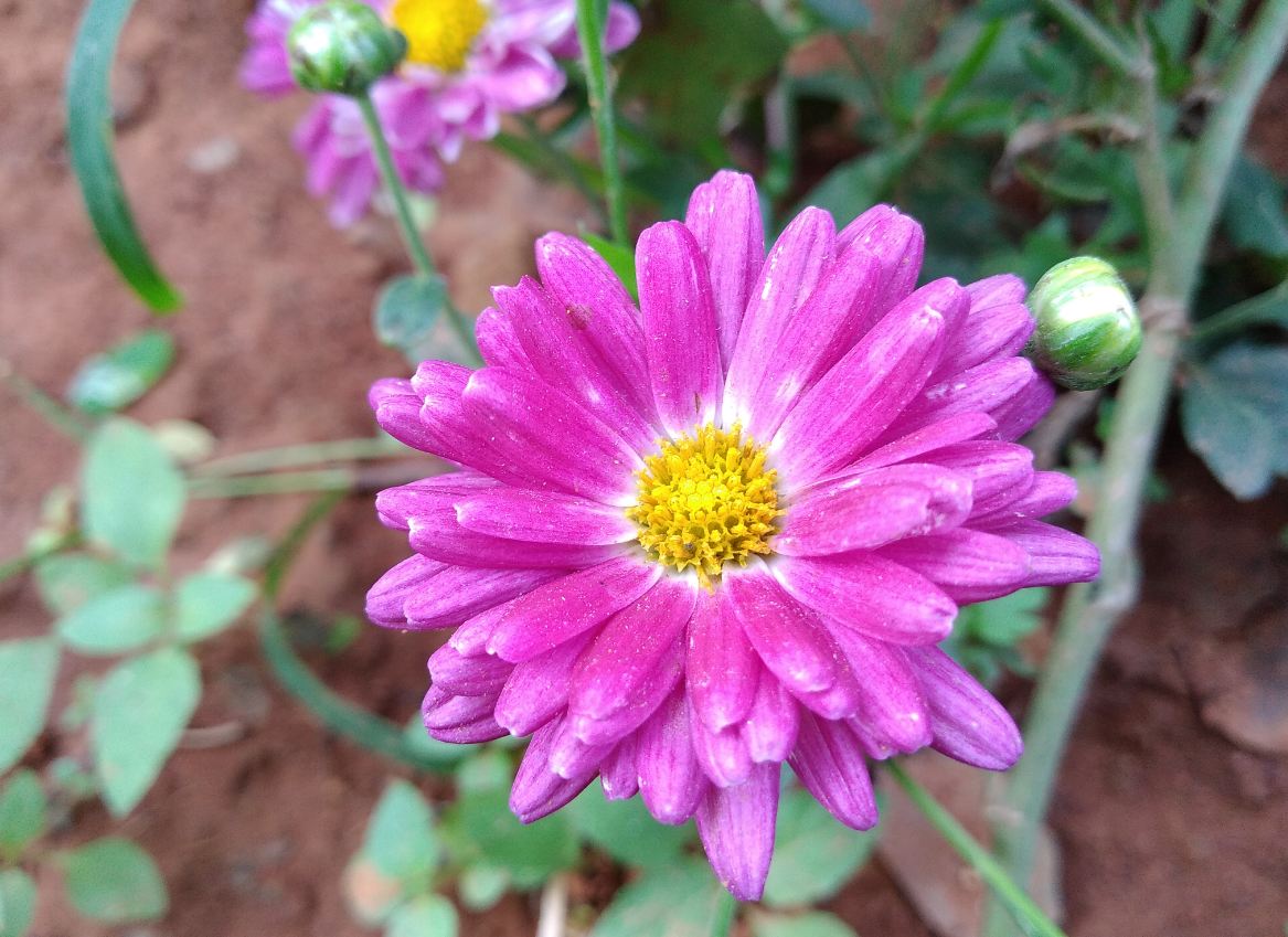 Infinix, Hot S3X, review, India launch, price, specs