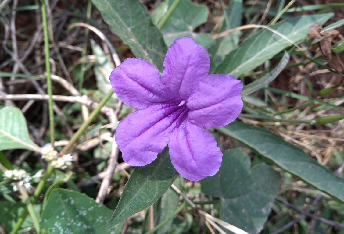 Infinix, Hot S3X, review, India launch, price, specs