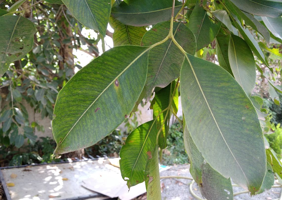 Infinix, Hot S3X, review, India launch, price, specs