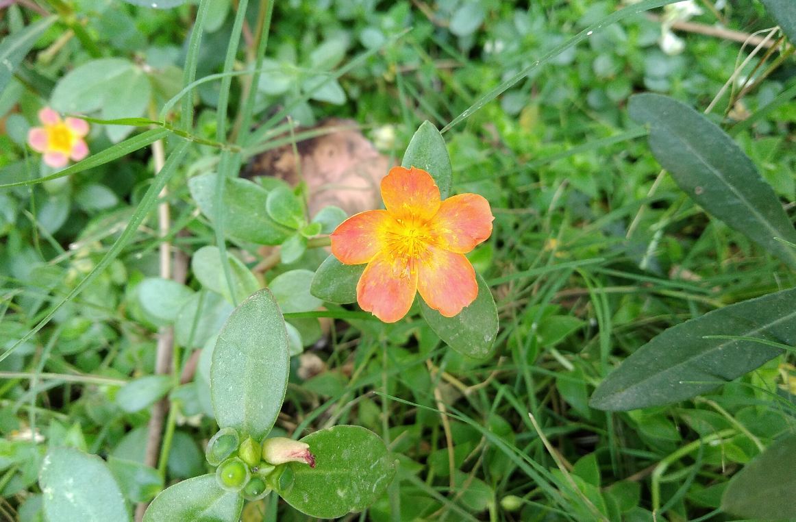 Infinix, Hot S3X, review, India launch, price, specs