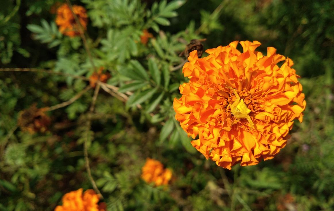 Infinix, Hot S3X, review, India launch, price, specs