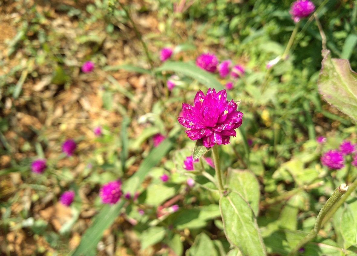 Infinix, Hot S3X, review, India launch, price, specs