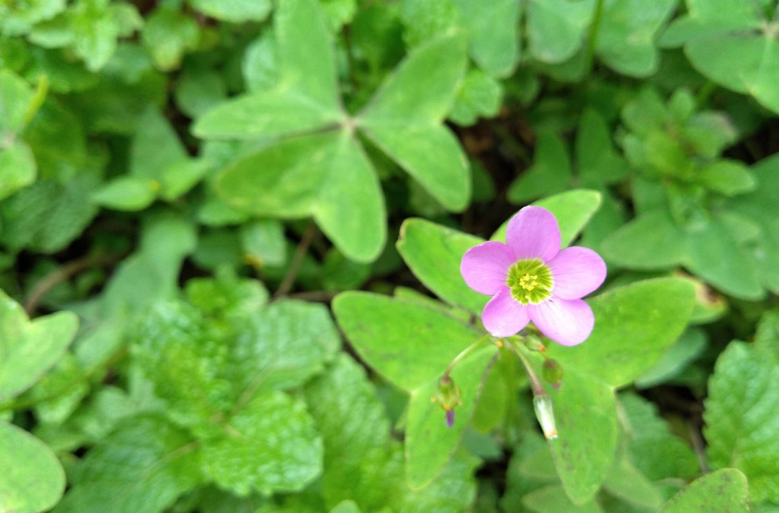 Infinix, Hot S3X, review, India launch, price, specs