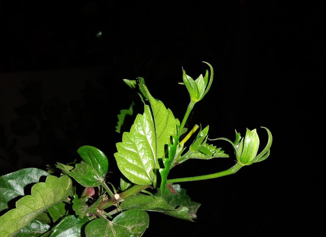 Infinix, Hot S3X, review, India launch, price, specs