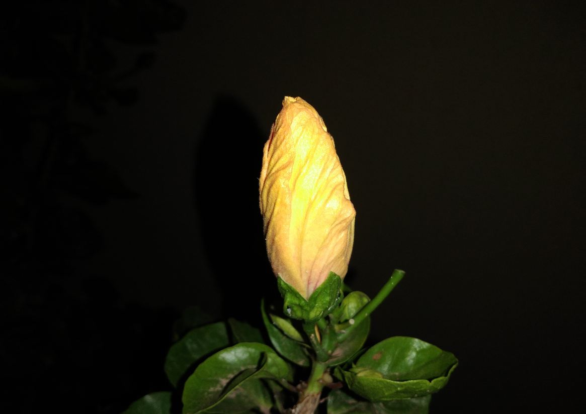 Infinix, Hot S3X, review, India launch, price, specs