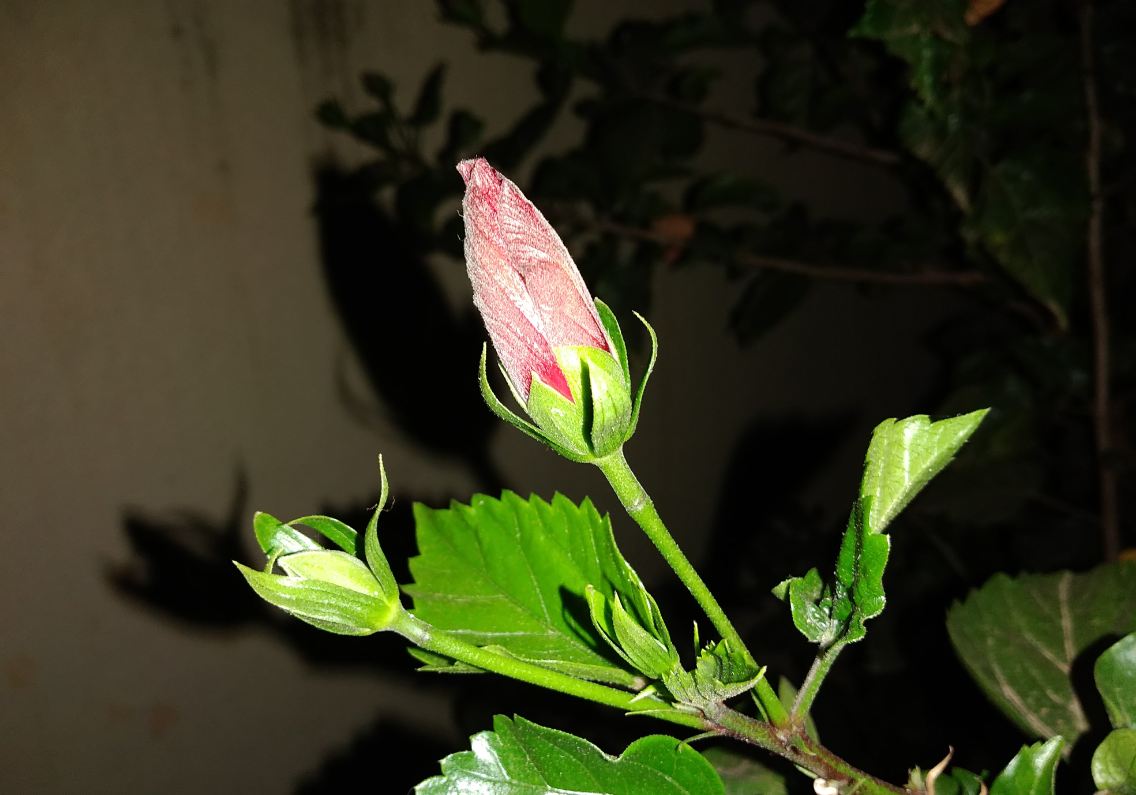 Infinix, Hot S3X, review, India launch, price, specs