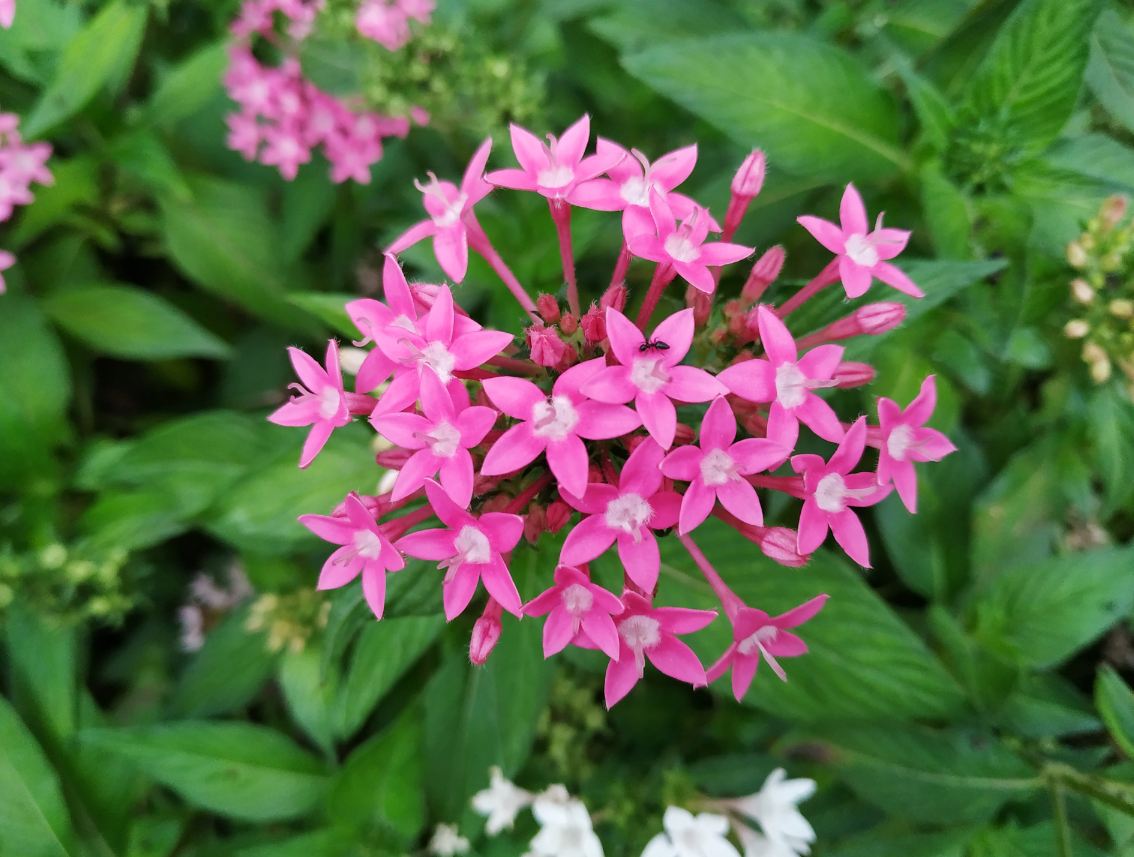 Xiaomi Redmi Note 6 Pro camera sample taken in the evening. Xiaomi, Redmi Note 6 Pro, review, India, launch, price, specs