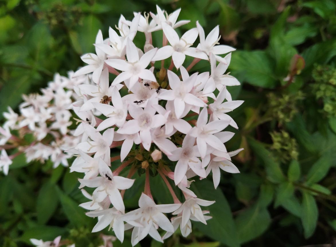 Xiaomi Redmi Note 6 Pro camera sample taken in the evening. Xiaomi, Redmi Note 6 Pro, review, India, launch, price, specs