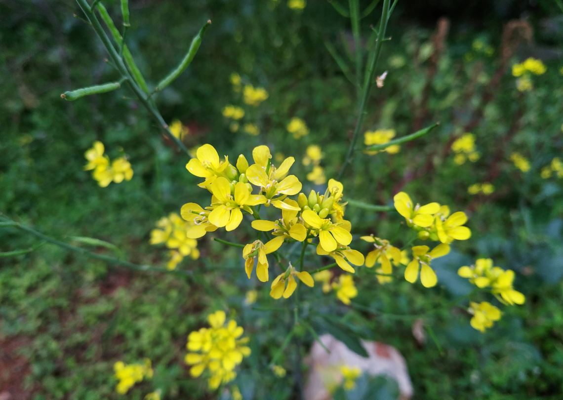 Xiaomi, Redmi Note 6 Pro, review, India, launch, price, specs