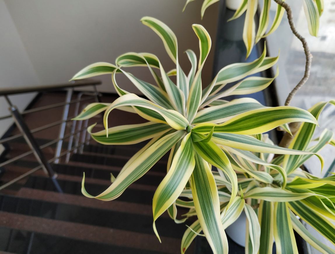 Xiaomi Redmi Note 6 Pro camera sample taken indoors with controlled light environment. Xiaomi, Redmi Note 6 Pro, review, India, launch, price, specs