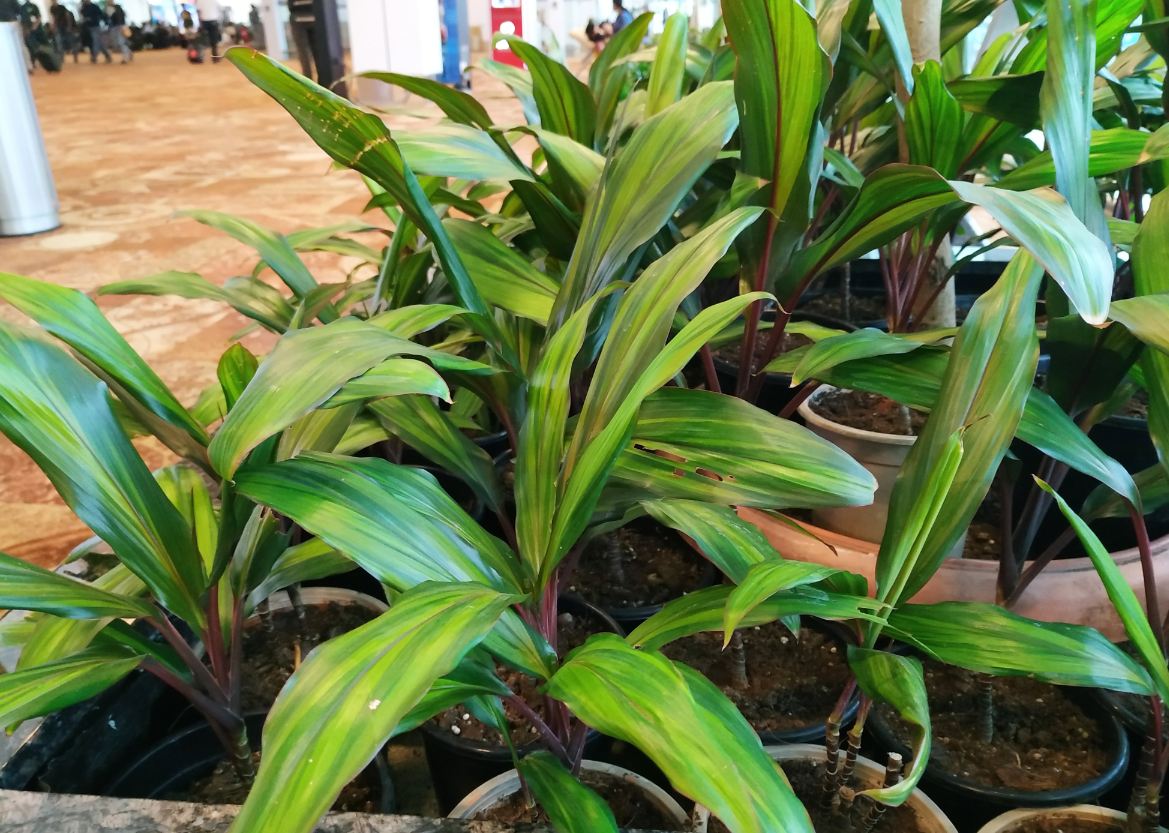 Xiaomi Redmi Note 6 Pro camera sample taken indoors with controlled light environment. Xiaomi, Redmi Note 6 Pro, review, India, launch, price, specs