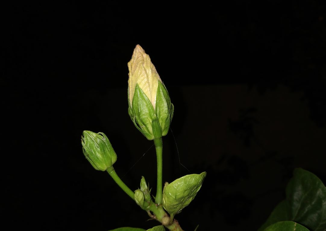 Xiaomi Redmi Note 6 Pro camera sample taken in the night with LED light on. Xiaomi, Redmi Note 6 Pro, review, India, launch, price, specs