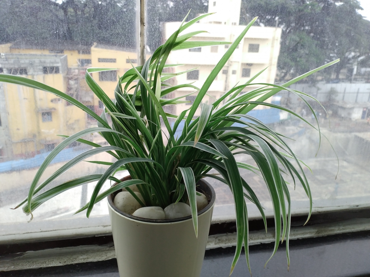 Honor 8C camera samples