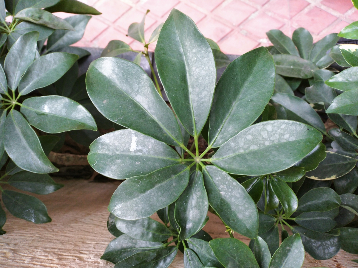 Honor 8C camera sample