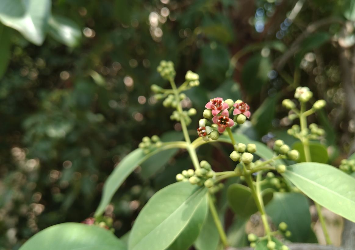 Asus Zenfone Max Pro M2 primary camera sample Asus, Zenfone Max Pro M2, Zenfone Max M2, first impression, hands-on