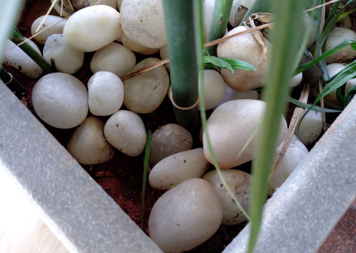 Asus Zenfone Max M2 primary camera sample Asus, Zenfone Max Pro M2, Zenfone Max M2, first impression, hands-on