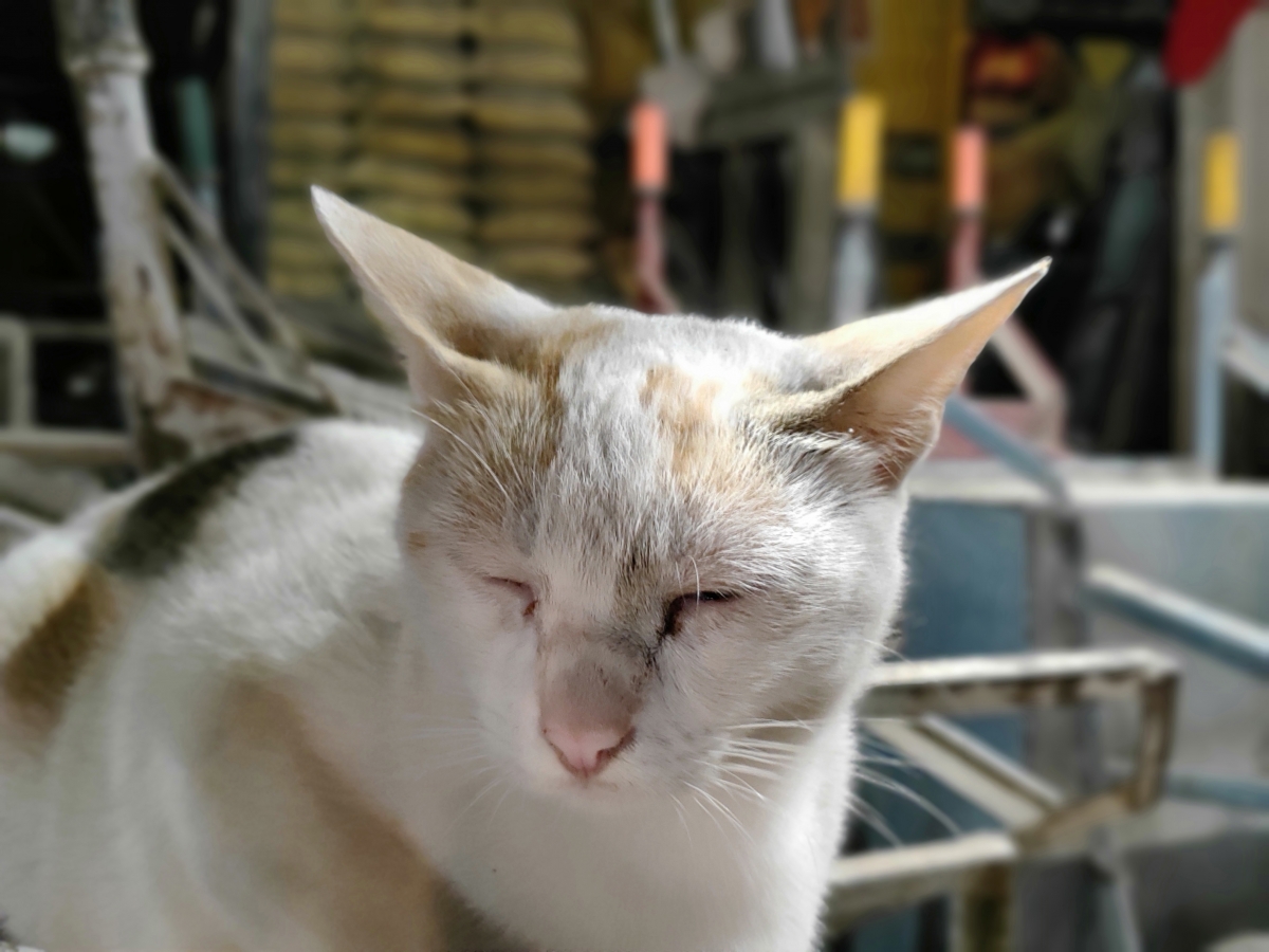 Oppo R17 Pro camera samples Oppo R17 Pro camera samples