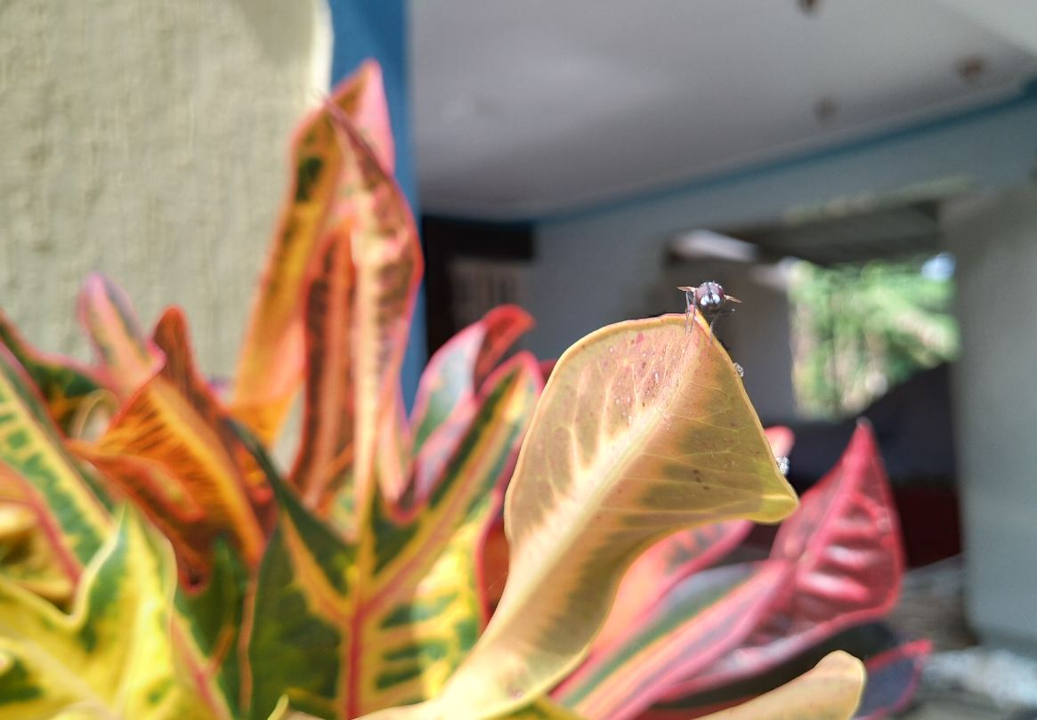 Asus Zenfone Max Pro M2 primary camera sample taken in the morning. Asus, Zenfone Max Pro M2, review, design, camera, battery, price, India, launch