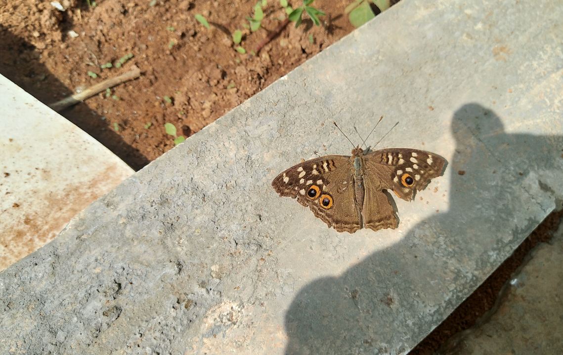 Asus Zenfone Max Pro M2 primary camera sample taken in the morning. Asus, Zenfone Max Pro M2, review, design, camera, battery, price, India, launch