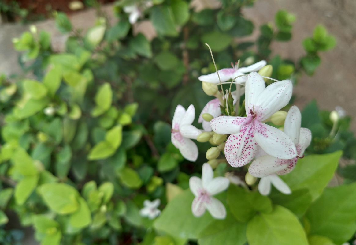 Asus Zenfone Max Pro M2 primary camera sample taken in the evening. Asus, Zenfone Max Pro M2, review, design, camera, battery, price, India, launch