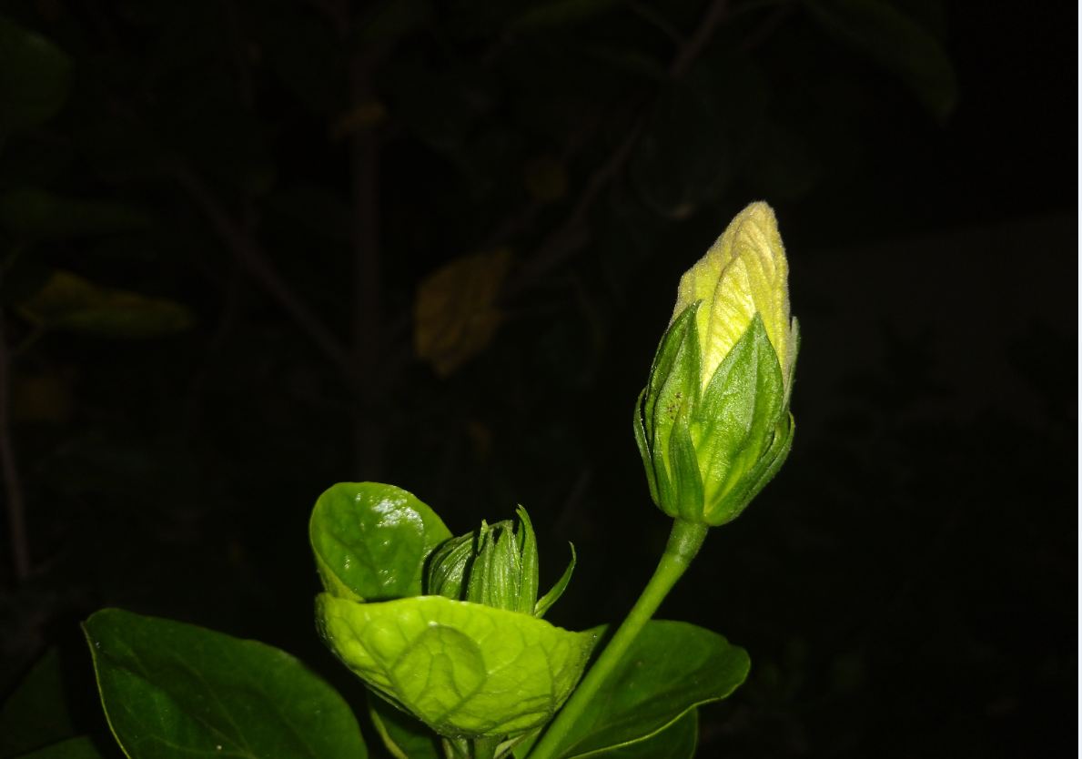 Asus Zenfone Max Pro M2 primary camera sample taken in the night. Asus, Zenfone Max Pro M2, review, design, camera, battery, price, India, launch