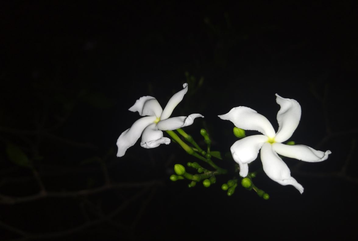 Asus Zenfone Max Pro M2 primary camera sample taken in the night. Asus, Zenfone Max Pro M2, review, design, camera, battery, price, India, launch