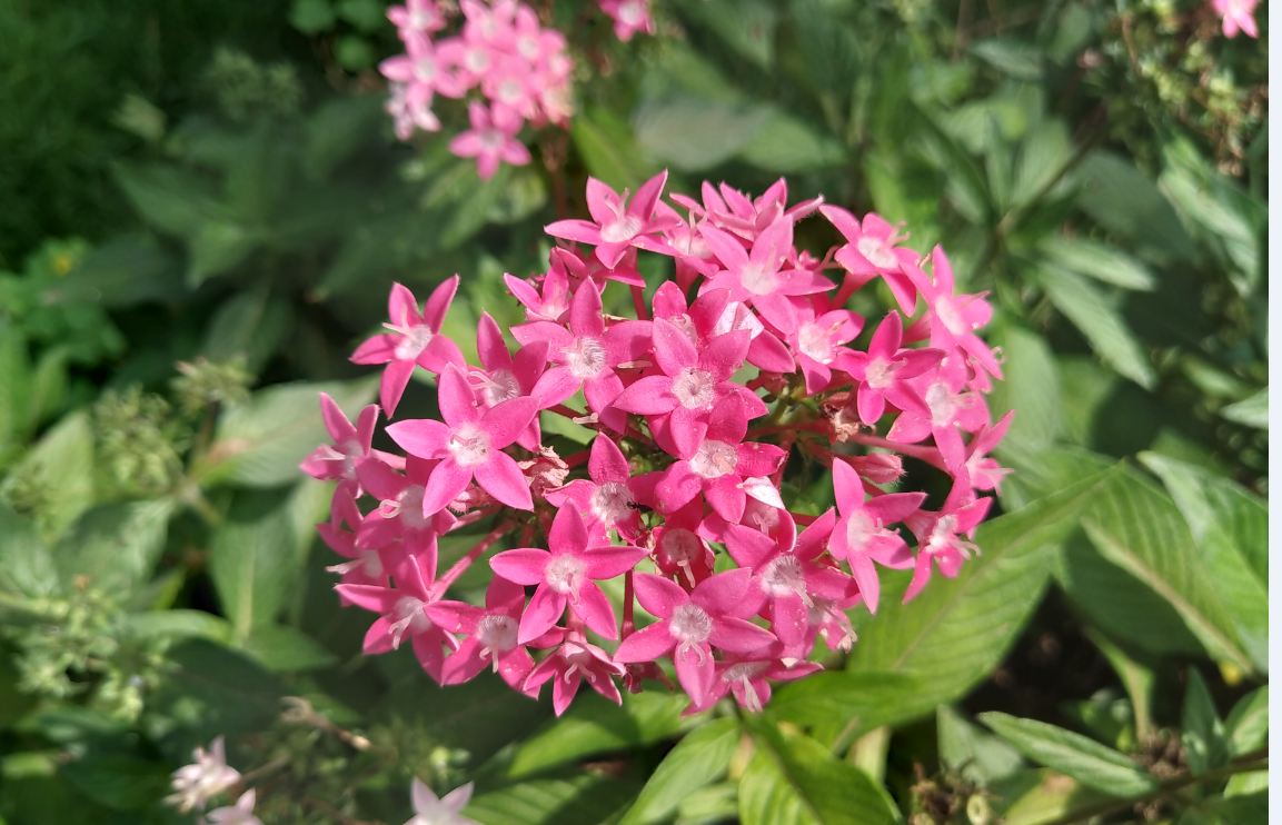 Asus Zenfone Max Pro M2 primary camera sample taken in the morning. Asus, Zenfone Max Pro M2, review, design, camera, battery, price, India, launch