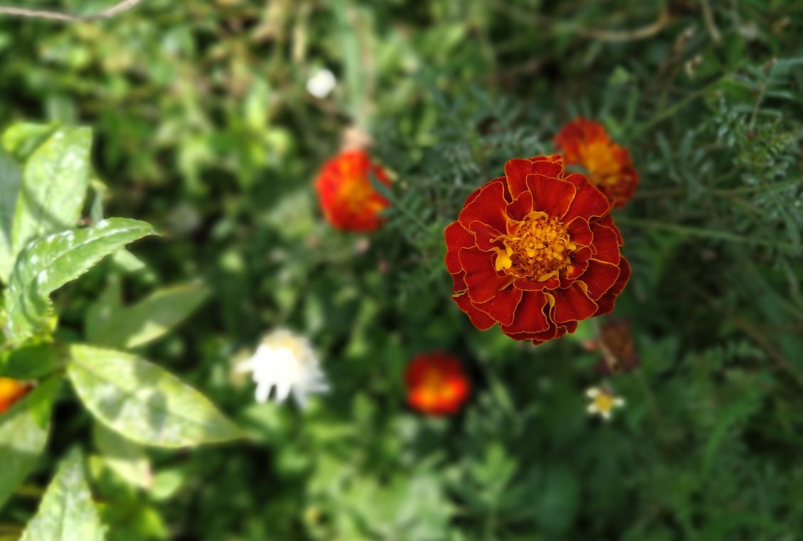 Asus Zenfone Max Pro M2 primary camera sample taken in the morning with Portrait mode on. Asus, Zenfone Max Pro M2, review, design, camera, battery, price, India, launch