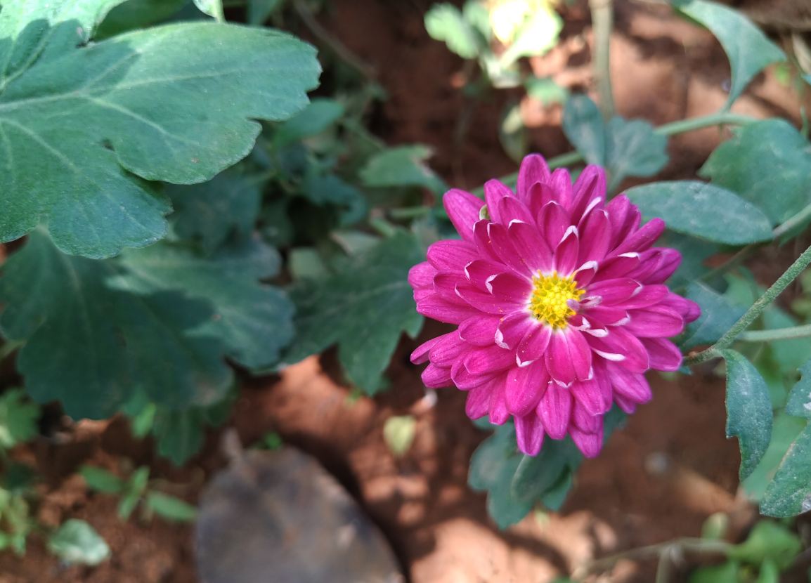 【flower】ZenFone Max Pro M2 Asus Zenfone Max Pro M2 Titanium edition launched in India