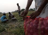 An Indian farmer packs onions for sale in market in a field