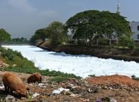 Bellandur lake