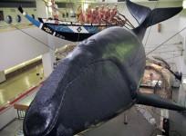 whale hunting displayed at the Taiji Whale Museum at Taiji in Wakayama prefecture, western Japan.