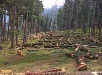 Felling of trees in Kagan area in Kashmir