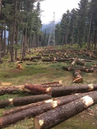 Felling of trees in Kagan area in Kashmir Felling of trees in Kagan area in Kashmir