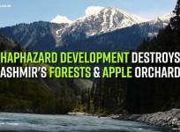Haphazard development destroys Kashmir's forests and apple orchards