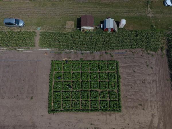 Aerial view of the 2017 field trials where scientists studied how well their plants modified to shortcut photorespiration performed beside unmodified plants in real-world conditions. They found that plants engineered with a synthetic shortcut are about 40 percent more productive (CACES) photorespiration