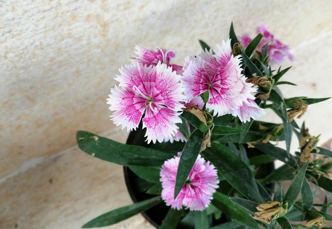 Honor 10 Lite primary camera sample Honor 10 Lite, photo, sample,