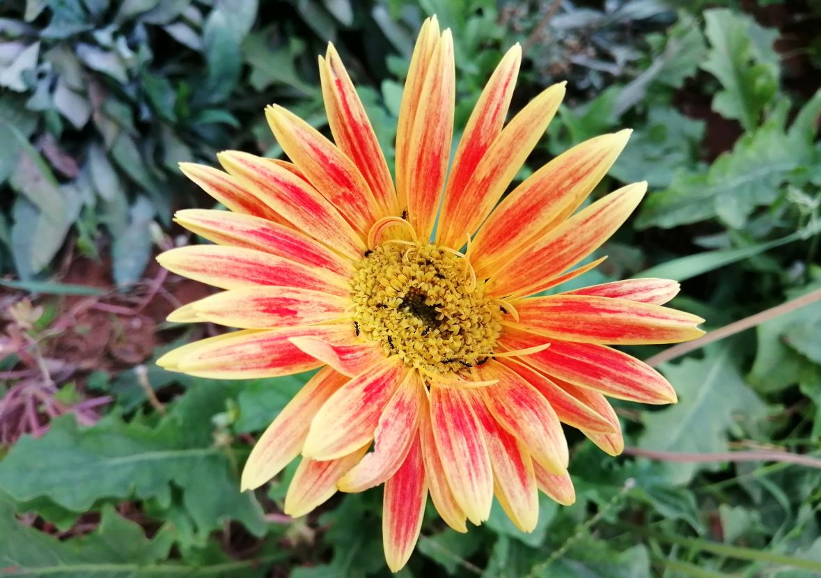 Honor 10 Lite primary camera photo sample. Honor 10 Lite, photo, sample,