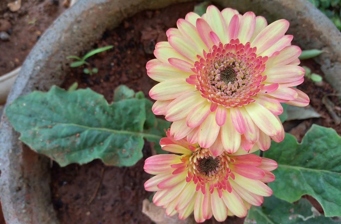 Asus Zenfone Max M2 primary camera sample taken in the evening. Asus, Zenfone Max M2, review, camera, images, India, launch,price