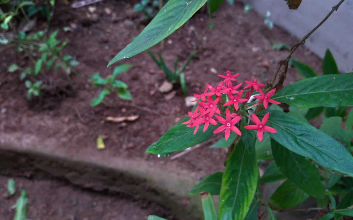 Asus Zenfone Max M2 primary camera sample shot taken in the evening. Asus, Zenfone Max M2, review, camera, images, India, launch,price