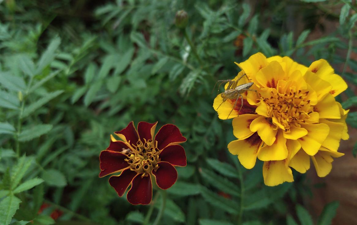 Asus Zenfone Max M2 primary camera sample image taken in the early morning. Asus, Zenfone Max M2, review, camera, images, India, launch,price