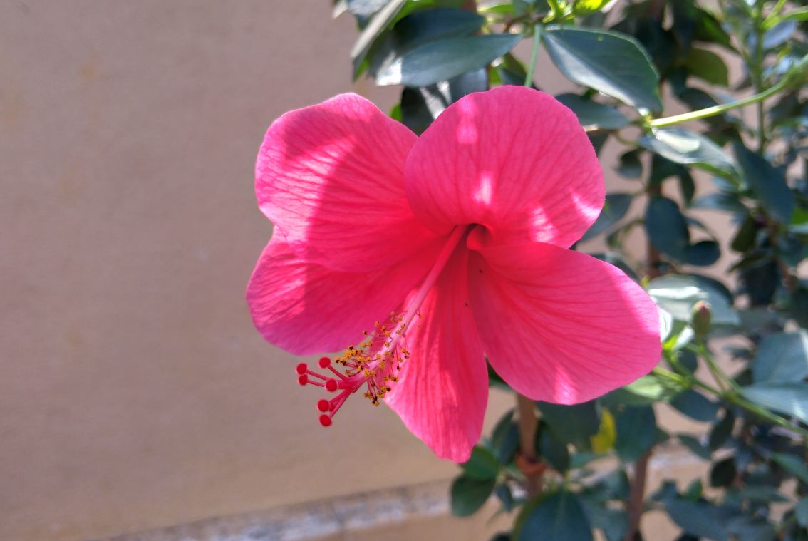 Asus Zenfone Max M2 primary camera sample image taken in the bright sunny condition. Asus, Zenfone Max M2, review, camera, images, India, launch,price