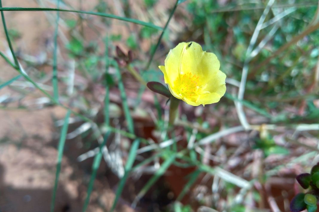 Asus Zenfone Max M2 primary camera sample image taken in the bright sunny condition. Asus, Zenfone Max M2, review, camera, images, India, launch,price