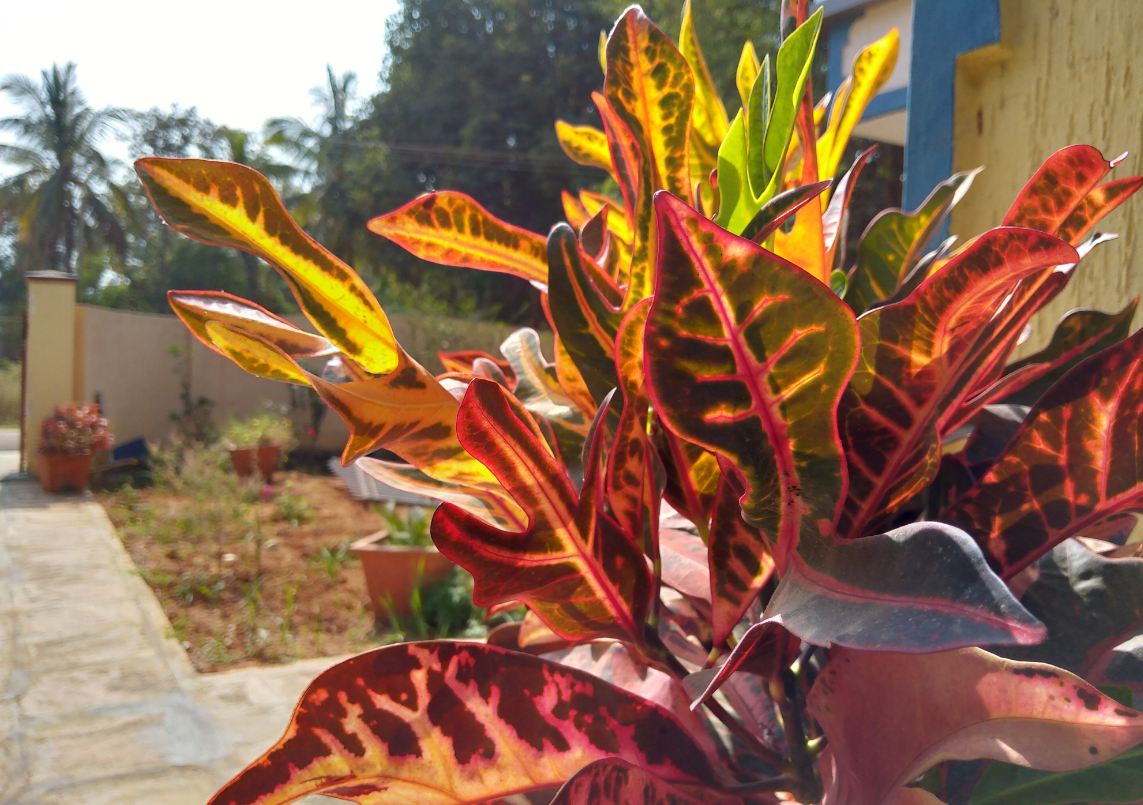 Asus Zenfone Max M2 primary camera sample image taken in the afternoon. Asus, Zenfone Max M2, review, camera, images, India, launch,price