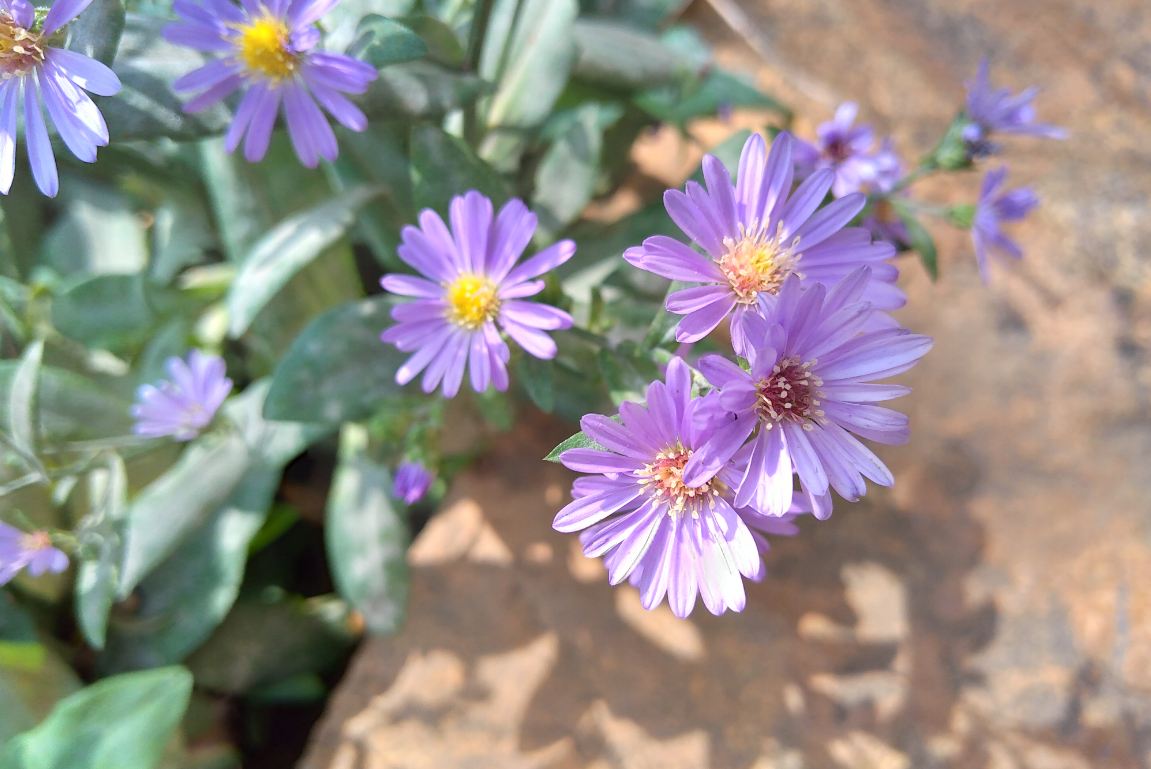 Asus Zenfone Max M2 primary camera sample image taken in the bright sunny condition. Asus, Zenfone Max M2, review, camera, images, India, launch,price