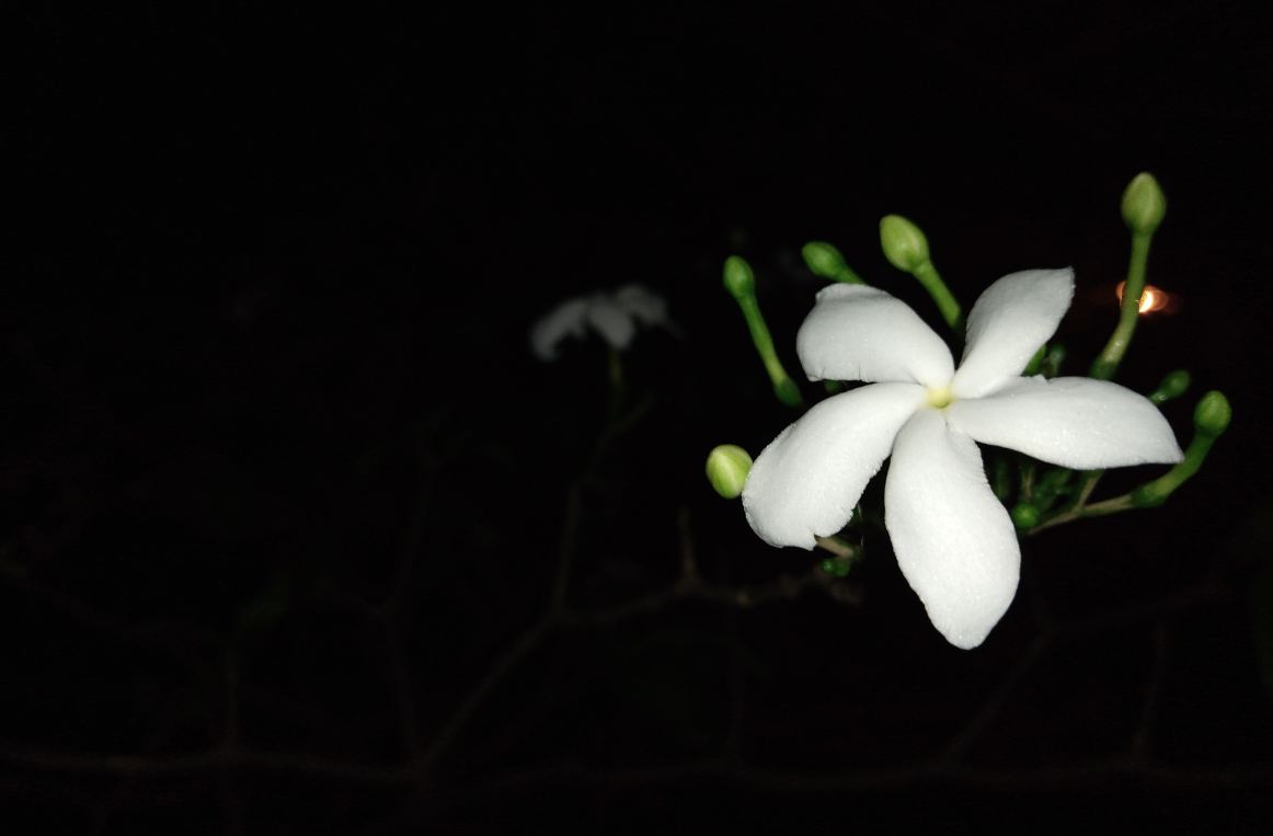 Asus Zenfone Max M2 primary camera sample image taken in the night time with LED flash on. Asus, Zenfone Max M2, review, camera, images, India, launch,price