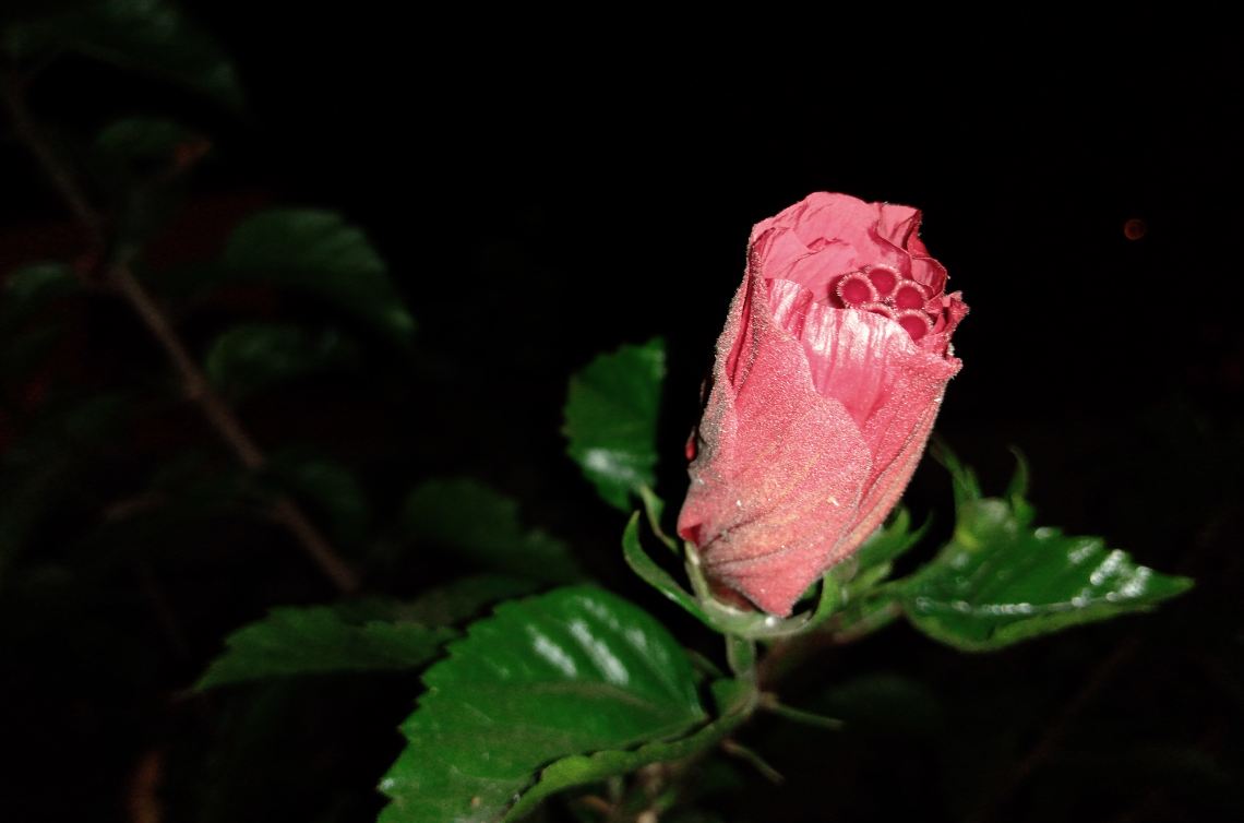 Asus Zenfone Max M2 primary camera sample image taken in the night. Asus, Zenfone Max M2, review, camera, images, India, launch,price