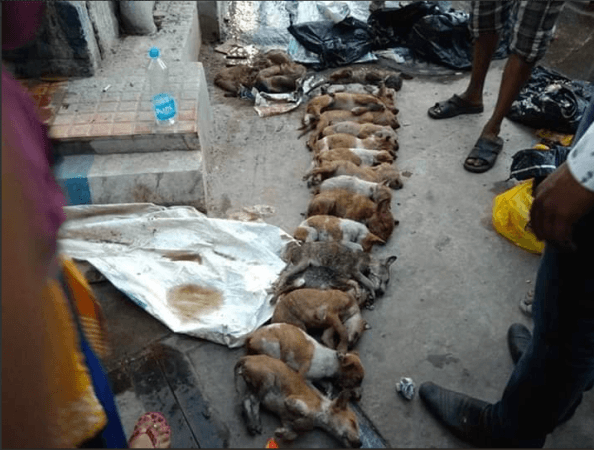 puppy murder
