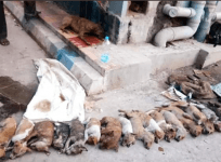 puppy murder